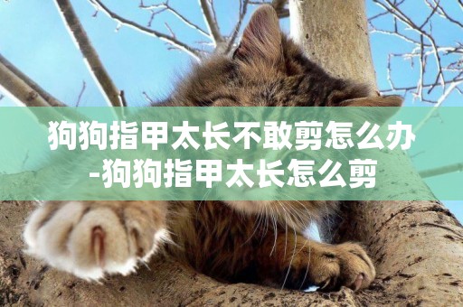 狗狗指甲太長不敢剪怎么辦-狗狗指甲太長怎么剪