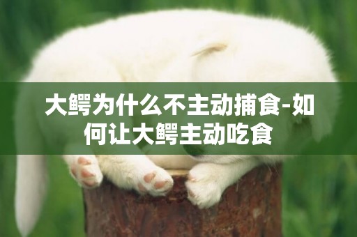 大鱷為什么不主動捕食-如何讓大鱷主動吃食
