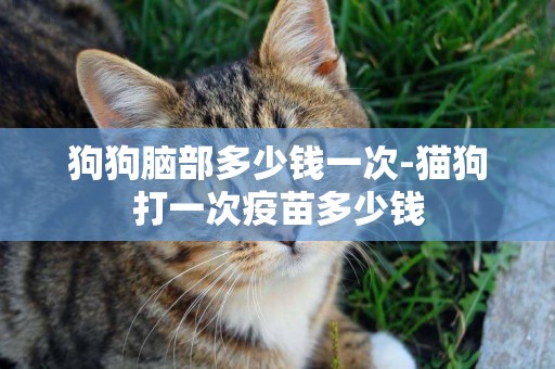 狗狗腦部多少錢一次-貓狗打一次疫苗多少錢