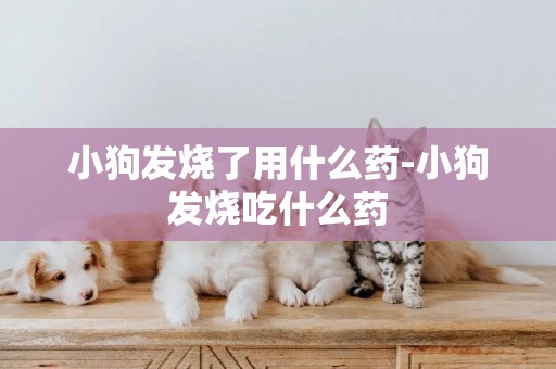 小狗發燒了用什么藥-小狗發燒吃什么藥