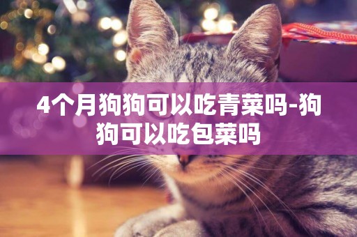 4個月狗狗可以吃青菜嗎-狗狗可以吃包菜嗎
