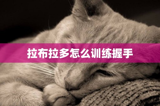 拉布拉多怎么訓練握手