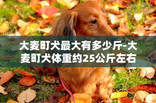 大麥町犬最大有多少斤-大麥町犬體重約25公斤左右