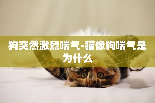 狗突然激烈喘氣-貓像狗喘氣是為什么