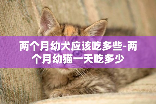 兩個月幼犬應該吃多些-兩個月幼貓一天吃多少