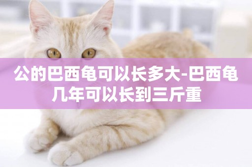 公的巴西龜可以長多大-巴西龜幾年可以長到三斤重