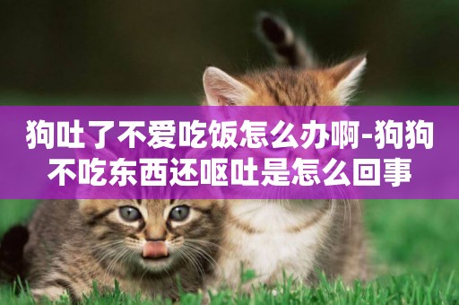 狗吐了不愛吃飯怎么辦啊-狗狗不吃東西還嘔吐是怎么回事