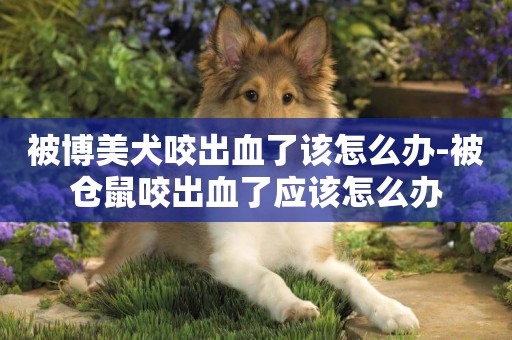被博美犬咬出血了該怎么辦-被倉鼠咬出血了應該怎么辦