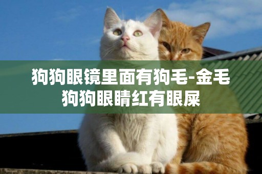狗狗眼鏡里面有狗毛-金毛狗狗眼睛紅有眼屎