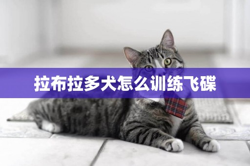 拉布拉多犬怎么訓練飛碟