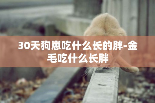 30天狗崽吃什么長的胖-金毛吃什么長胖