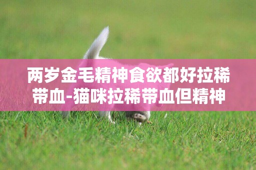 兩歲金毛精神食欲都好拉稀帶血-貓咪拉稀帶血但精神好怎么回事