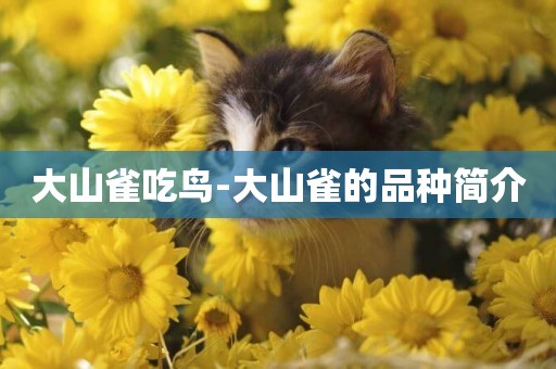 大山雀吃鳥-大山雀的品種簡介