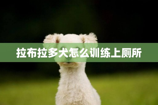 拉布拉多犬怎么訓練上廁所