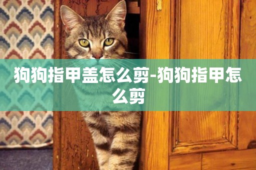 狗狗指甲蓋怎么剪-狗狗指甲怎么剪