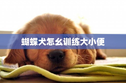 蝴蝶犬怎幺訓練大小便