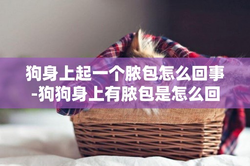 狗身上起一個膿包怎么回事-狗狗身上有膿包是怎么回事