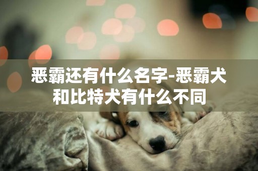 惡霸還有什么名字-惡霸犬和比特犬有什么不同