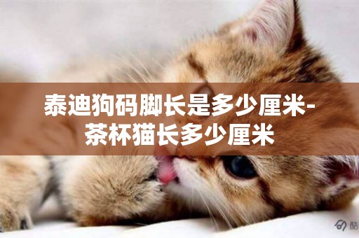 泰迪狗碼腳長是多少厘米-茶杯貓長多少厘米