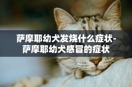 薩摩耶幼犬發燒什么癥狀-薩摩耶幼犬感冒的癥狀