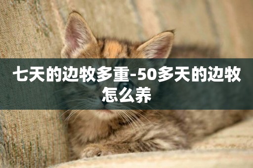 七天的邊牧多重-50多天的邊牧怎么養