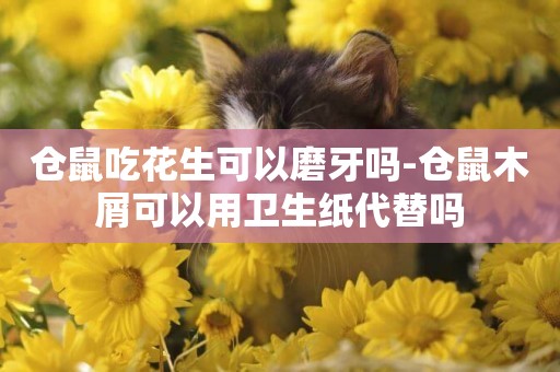 倉鼠吃花生可以磨牙嗎-倉鼠木屑可以用衛生紙代替嗎
