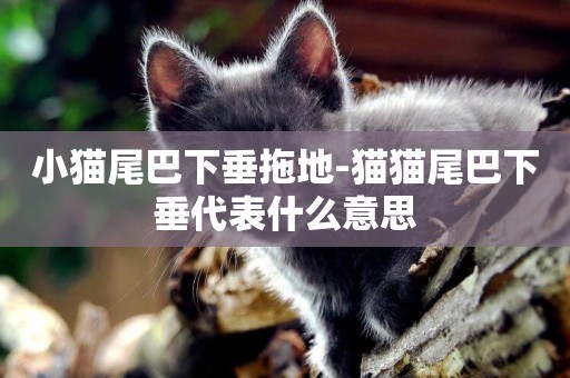 小貓尾巴下垂拖地-貓貓尾巴下垂代表什么意思