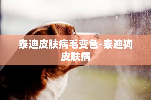 泰迪皮膚病毛變色-泰迪狗皮膚病