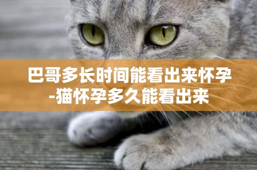 巴哥多長時間能看出來懷孕-貓懷孕多久能看出來