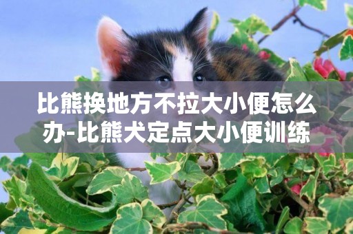 比熊換地方不拉大小便怎么辦-比熊犬定點大小便訓練方法