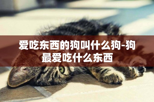 愛吃東西的狗叫什么狗-狗最愛吃什么東西
