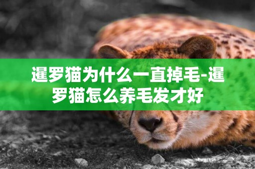 暹羅貓為什么一直掉毛-暹羅貓怎么養毛發才好