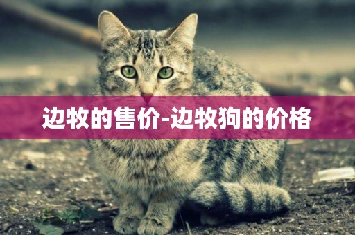 邊牧的售價-邊牧狗的價格