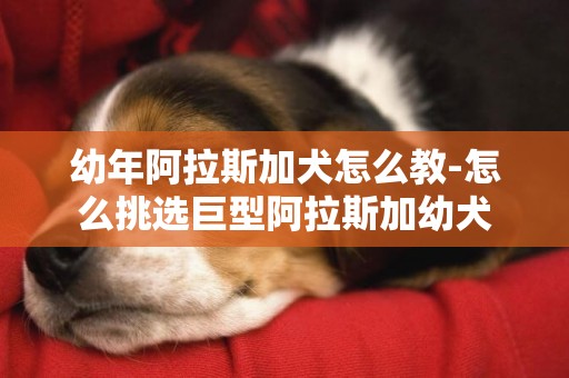 幼年阿拉斯加犬怎么教-怎么挑選巨型阿拉斯加幼犬