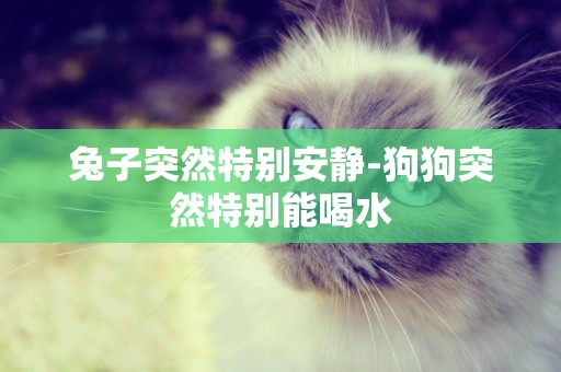兔子突然特別安靜-狗狗突然特別能喝水