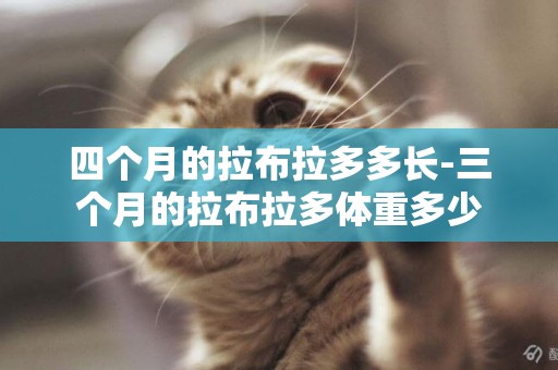 四個月的拉布拉多多長-三個月的拉布拉多體重多少