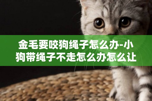 金毛要咬狗繩子怎么辦-小狗帶繩子不走怎么辦怎么讓狗狗習慣牽引繩