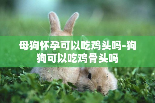 母狗懷孕可以吃雞頭嗎-狗狗可以吃雞骨頭嗎