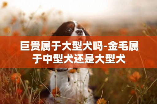 巨貴屬于大型犬嗎-金毛屬于中型犬還是大型犬