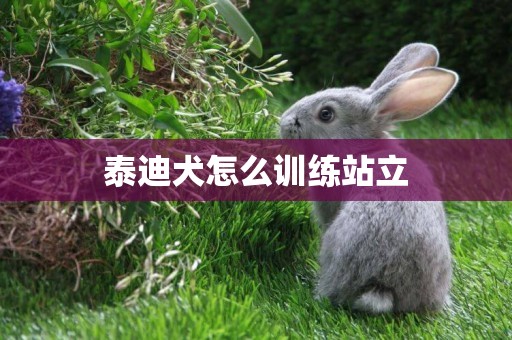 泰迪犬怎么訓練站立