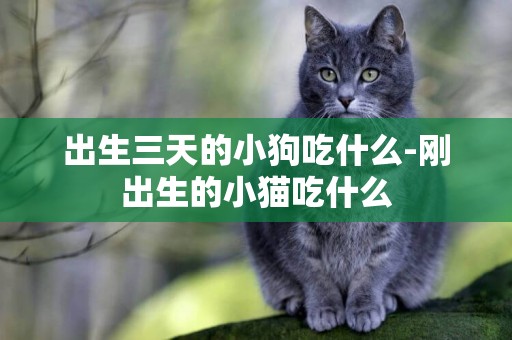 出生三天的小狗吃什么-剛出生的小貓吃什么