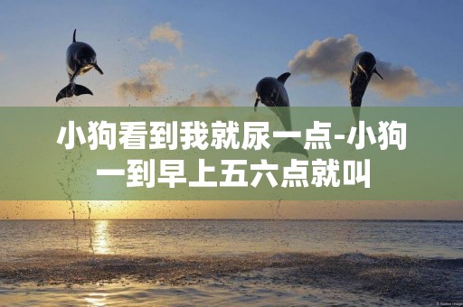 小狗看到我就尿一點-小狗一到早上五六點就叫