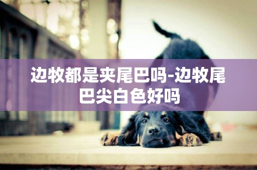 邊牧都是夾尾巴嗎-邊牧尾巴尖白色好嗎