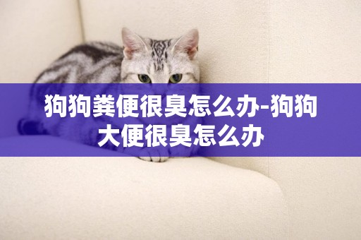 狗狗糞便很臭怎么辦-狗狗大便很臭怎么辦