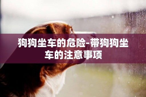 狗狗坐車的危險-帶狗狗坐車的注意事項