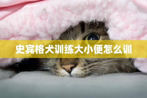 史賓格犬訓練大小便怎么訓