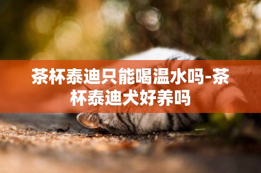 茶杯泰迪只能喝溫水嗎-茶杯泰迪犬好養嗎