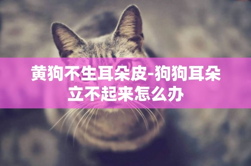 黃狗不生耳朵皮-狗狗耳朵立不起來怎么辦
