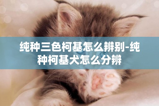 純種三色柯基怎么辨別-純種柯基犬怎么分辨