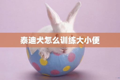 泰迪犬怎么訓練大小便